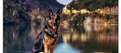 Animal: una palabra maravillosa