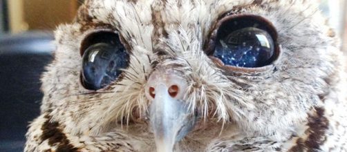 Zeus, un b&uacute;ho ciego que tiene unos ojos preciosos