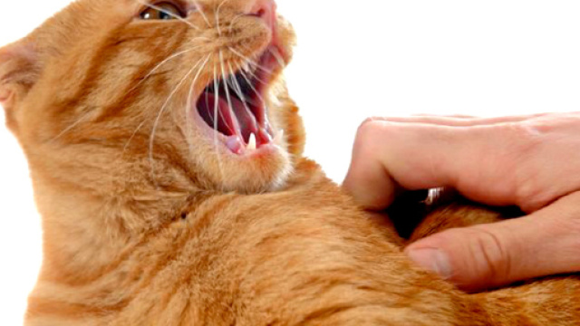 Anziana donna aggredita: un gatto accusato di tentato omicidio
