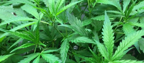 Former U.S. Attorney General calls war on marijuana a waste of time. - [Image via Jennifer Martin/Wikimedia]