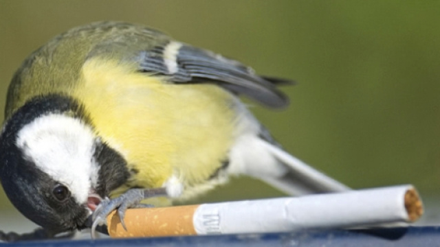 Alcuni uccelli usano scarti di sigarette per disinfestare i loro nidi