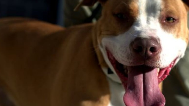 donna abusa di un pitbull e dei tre figli