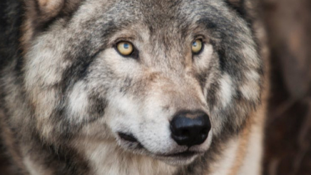 Il lupo torna nel Salento - foto pexels.com - License CC0