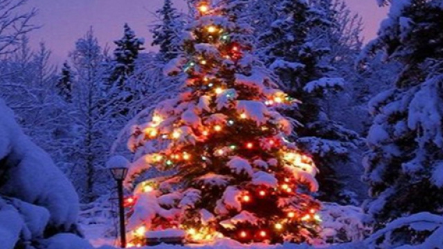 La tradizione dell'albero di Natale | News | Grechi Giardini - grechigiardini.it