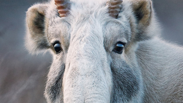 Saiga Tatarica, fotografia di Tim Flauch