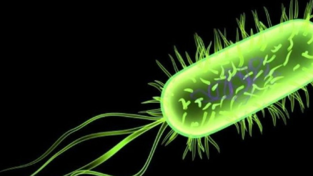 Escherichia coli (E. coli) c&eacute;l&egrave;bre bact&eacute;rie peuplant nos intestins