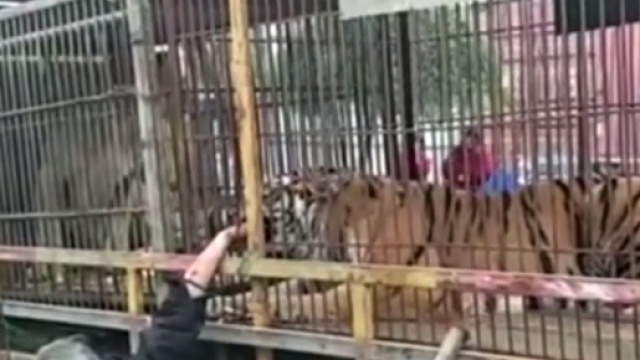 Tigre azzanna mano di un uomo anziano