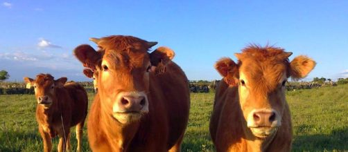 Entenda motivos para deixar de comer carne