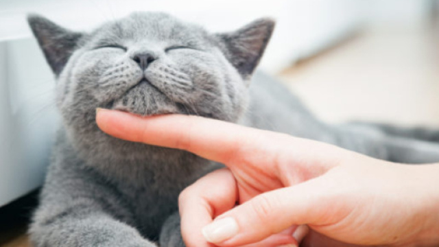 In Ucraina si cerca un 'accarezzatore di gatti'. In alcuni paesi del mondo questo &egrave; un vero lavoro.