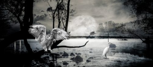 Sheer lunacy -- Trump's immigration policy. - [Image TPHeinz Pixabay]