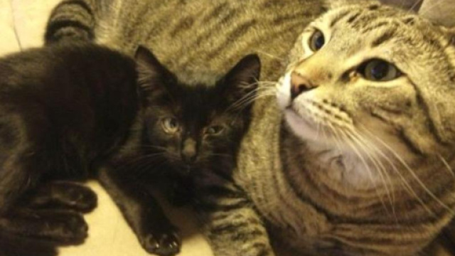 Il 'Cat Friday': un giorno dedicato alle adozioni dei gatti.