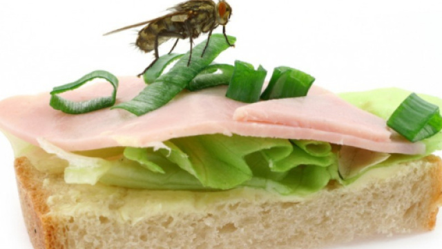 Mosche che si posano sugli alimenti | | Il Secolo XIX - ilsecoloxix.it