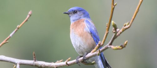 Campo Verde: &Aacute;rea de Protecci&oacute;n de Flora y Fauna | Secretar&iacute;a de ... - gob.mx
