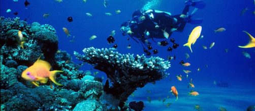 Coral reefs (Image credit &ndash; Jeaaanm, Wikimedia Commons)