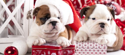 Do some research first to find the perfect Christmas present (Image via: Thomas Nilsson on Flickr)