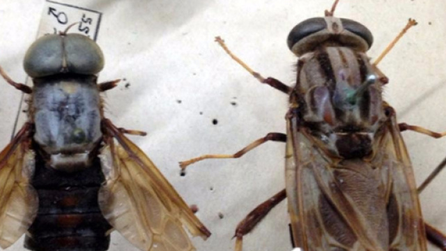 Mosche pericolose per la salute dell'uomo