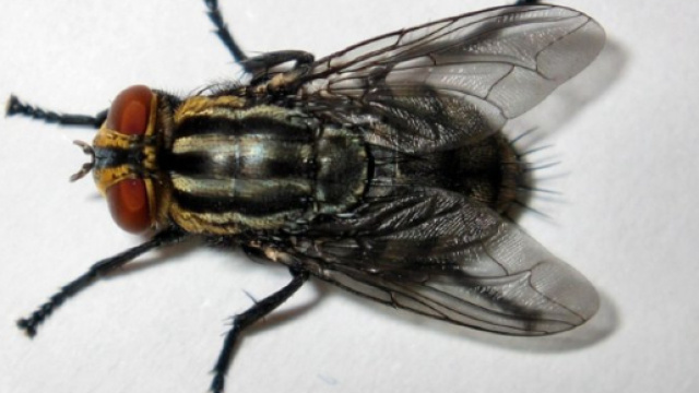 Una mosca in primo piano su sfondo bianco