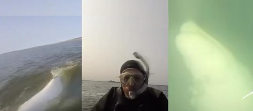 Beluga whales are majestic Arctic creatures that sing the most beautiful songs. Image Credit: Blasting News