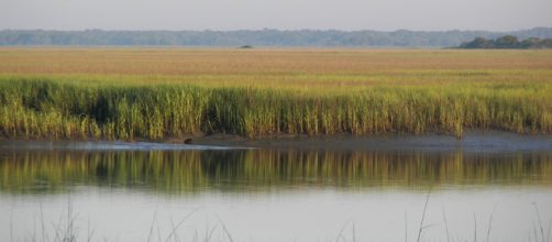 Your next roadtrip - 'The Lowcountry' - [Image via Cdamgen/Wikimedia Commons]