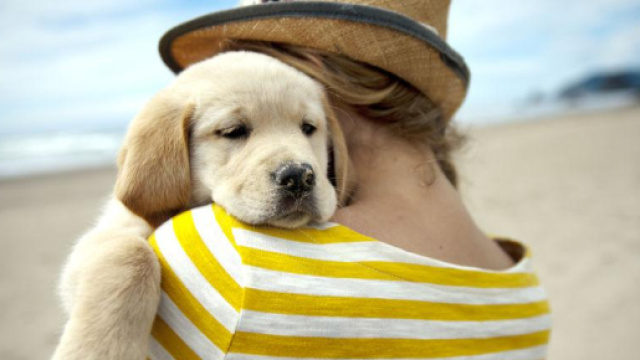 Oltre met&agrave; degli italiani vuole cani e gatti con s&eacute; in vacanza ... - lasicilia.it