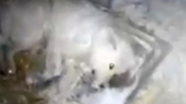 Sicko freezes his pet dog to death by dousing her in water and ... - thesun.co.uk