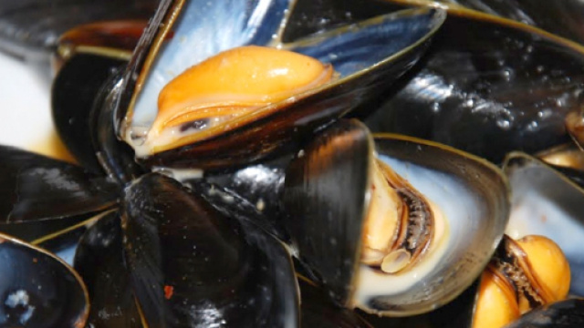 Un piatto di cozze vive in tavola