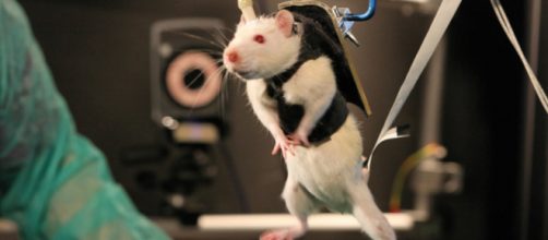 Caminar de nuevo despu&eacute;s de una lesi&oacute;n severa en la m&eacute;dula espinal... gracias a E-dura