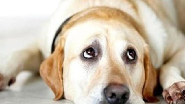 Cane sotterrato vivo dal padrone