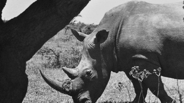 Africa 1958. Rinoceronte. Foto di Imer Guala