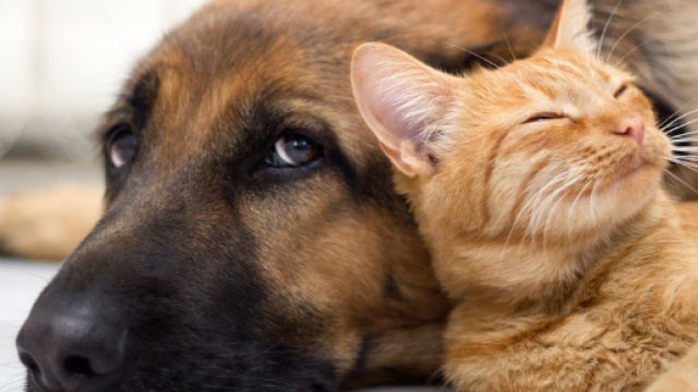 Cani e gatti: chi vince la sfida del pi&ugrave; intelligente?