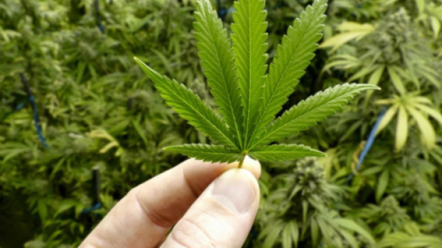 Scoperto un ventottenne pallavolista che come secondo lavoro coltivava marijuana