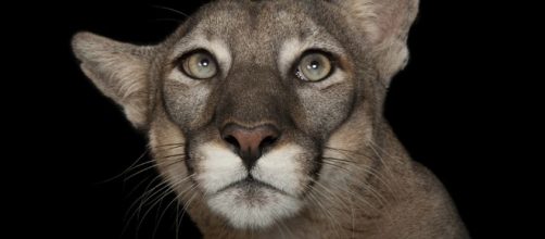 Joel Sartore: The man who takes studio photos of endangered ... - bbc.com