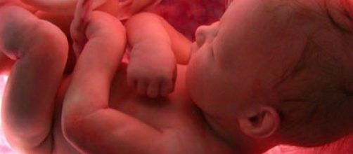 O desenvolvimento do beb&ecirc; no &uacute;tero