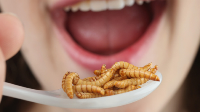 Insetti a cena (fonte:https://www.google.it/search?q=insetti...)