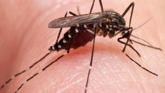 La Zanzara veicolo del parassita 'Plasmodium falciparum'