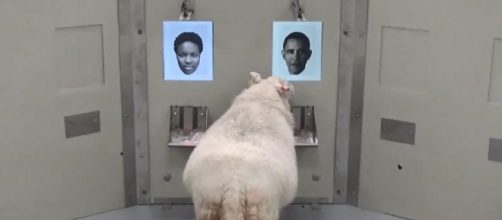 Oveja aprendiendo a reconocer caras