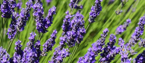propiedades de la lavanda que desconoc&iacute;as