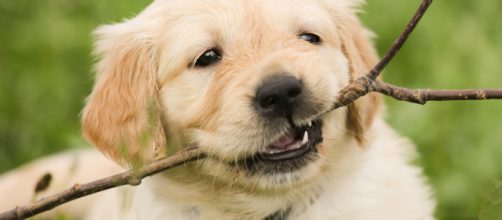 Science says don't hug your dog, it could increase anxiety.[ Photo by Chiemsee2016, Pixabay.com Creative Commons license]