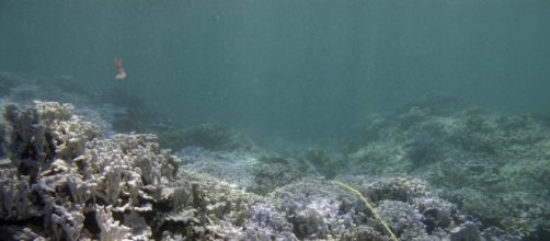 Papahānaumokuākea Marine National Monument via Flickr