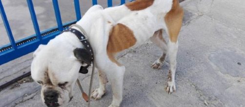 Ex tronista de 'Myhyv' esta siendo procesado por maltrato animal