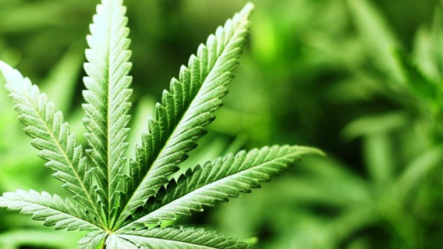 Cannabis: nuovi studi ne confermerebbero importanti propriet&agrave; antitumorali