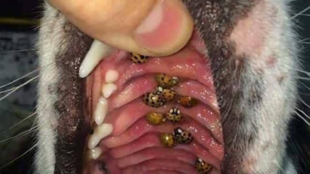 La foto che ritrae lo sfortunato cane