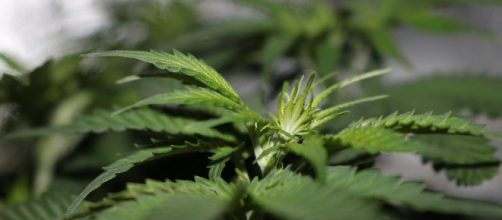 FDA sent a warning letter to cannabis companies about misleading health claims. [Image via Pixabay]