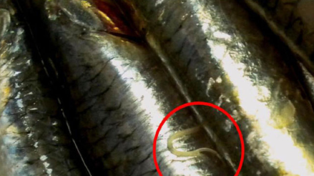 Lotto filetti di acciughe ritarate da Eurospin