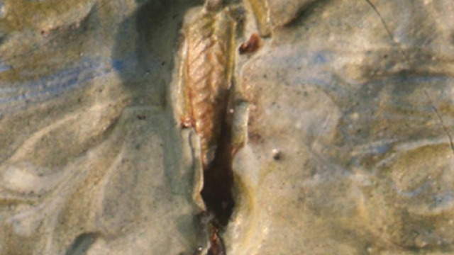 Una cavalletta nel quadro di Vincent van Gogh