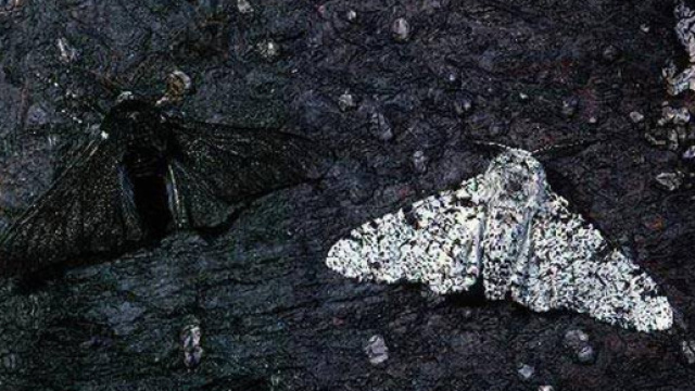L'inquinamento come fattore di selezione della biodiversit&agrave;: il caso Biston betularia