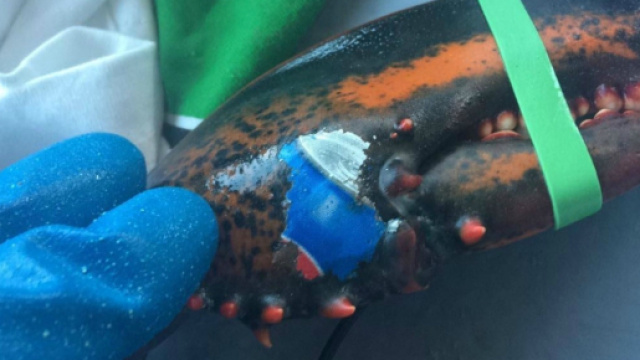 Lobster Found With Pepsi Can Tattooed on Claw - BeforeYourFriends - beforeyourfriends.com