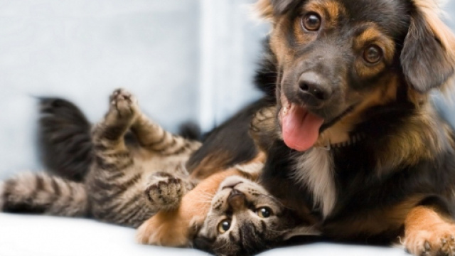 Un cane gioca insieme ad un gatto