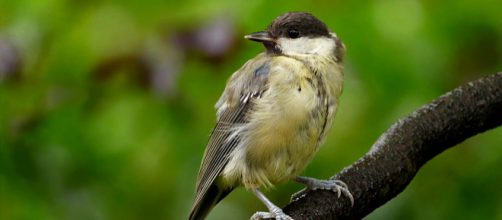 Flip your base Donald. - [Image Oldiefan Pixabay]