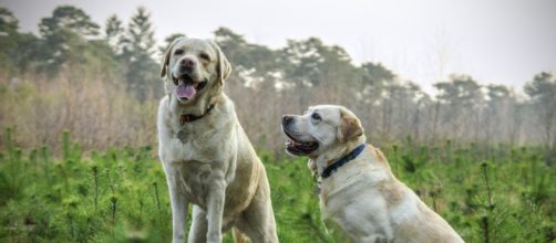 Scientific research proves dogs are smarter than cats. Pixabay/Pexels Creative Commons license